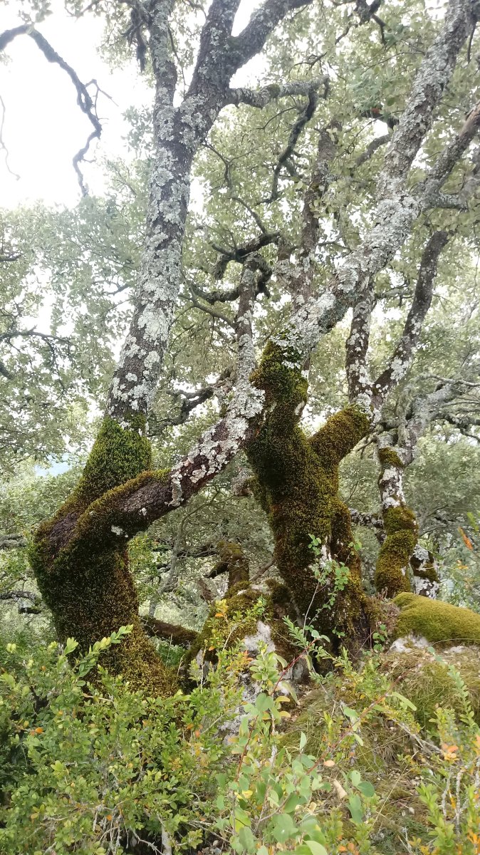 Azkarregia (1008m) tontorra