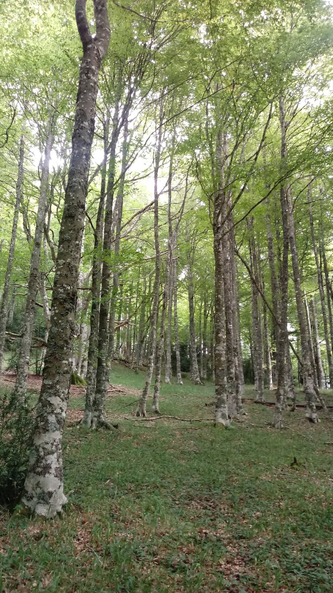 Menditxusia (1338m) pagadian gora