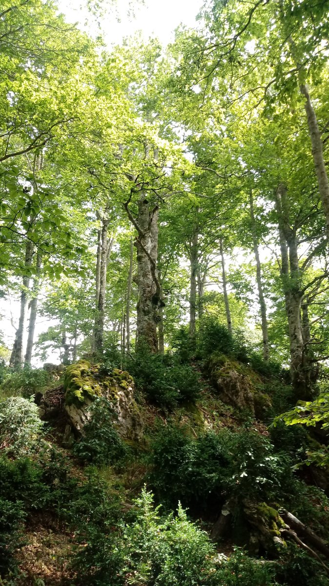 Menditxusia (1338m) tontorraldea