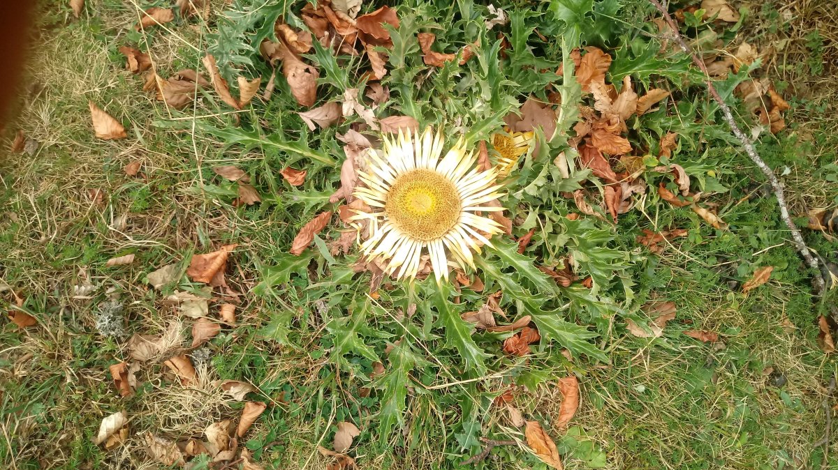 Borrokoxko (1395m) eguzki lorea