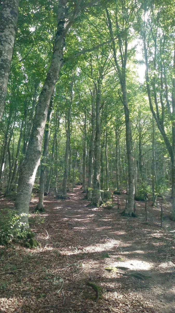 Elke (1294m) azken malda gogorra pagadian gora