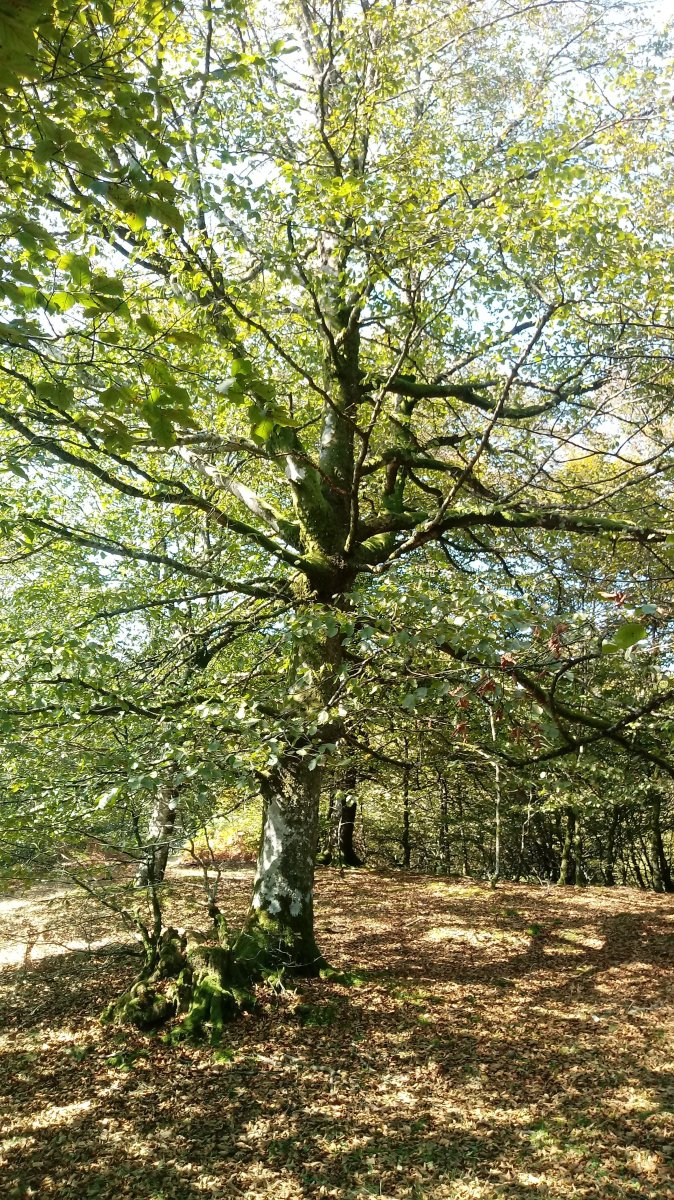 Irumugarrieta (1044m) tontorraldea