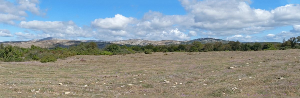 Urdanegiko gallur zabala