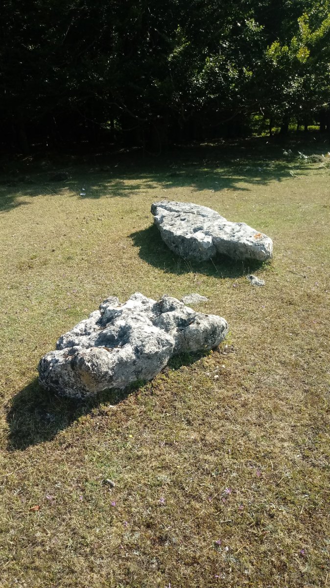 Lezana arrasoa zutarria