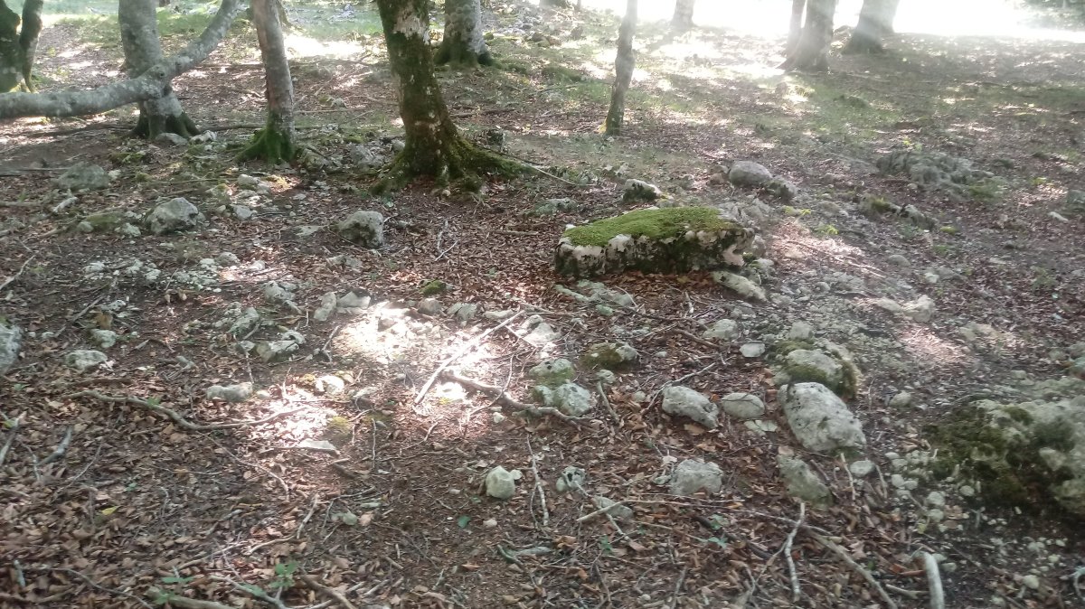 Txumartegi trikuharria