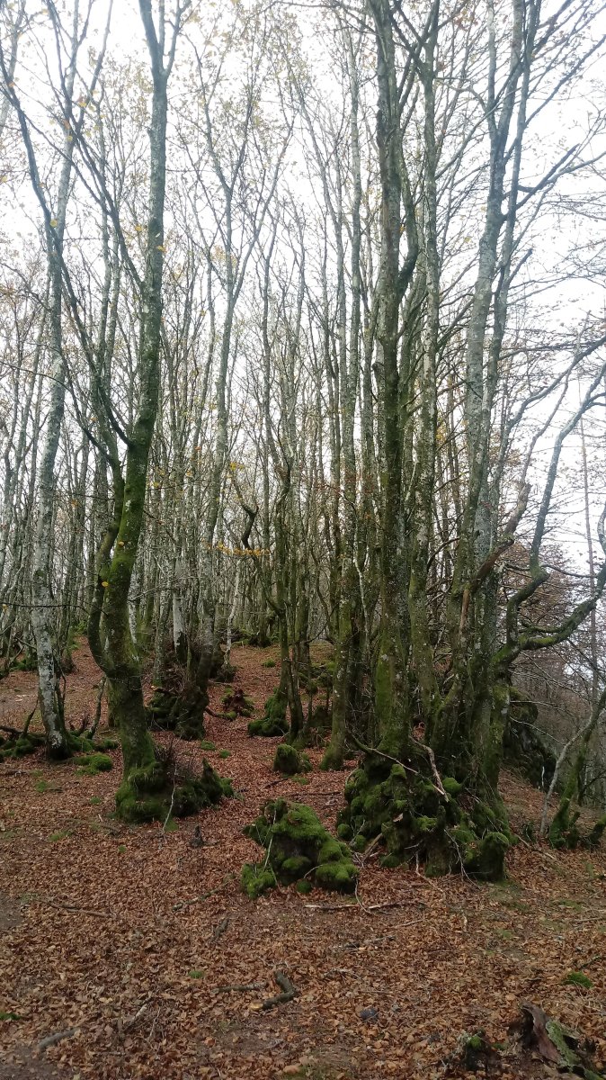 Elosumendi (885m) gandorreko pagadia