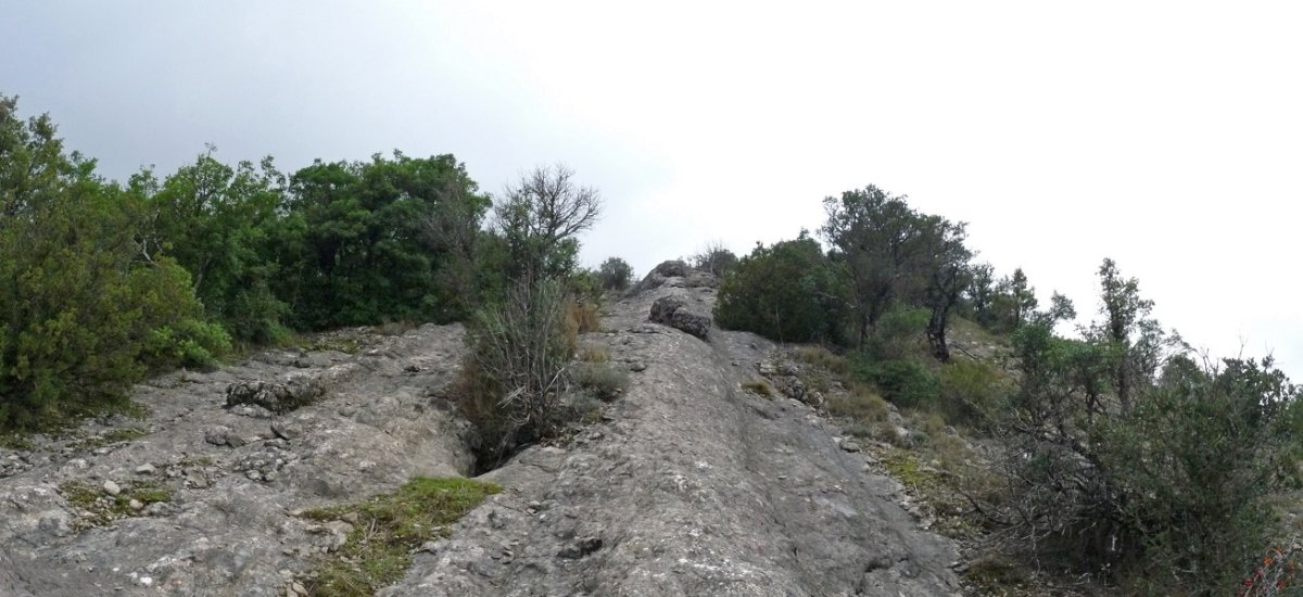 Zapardiko ekialdeko gandorra