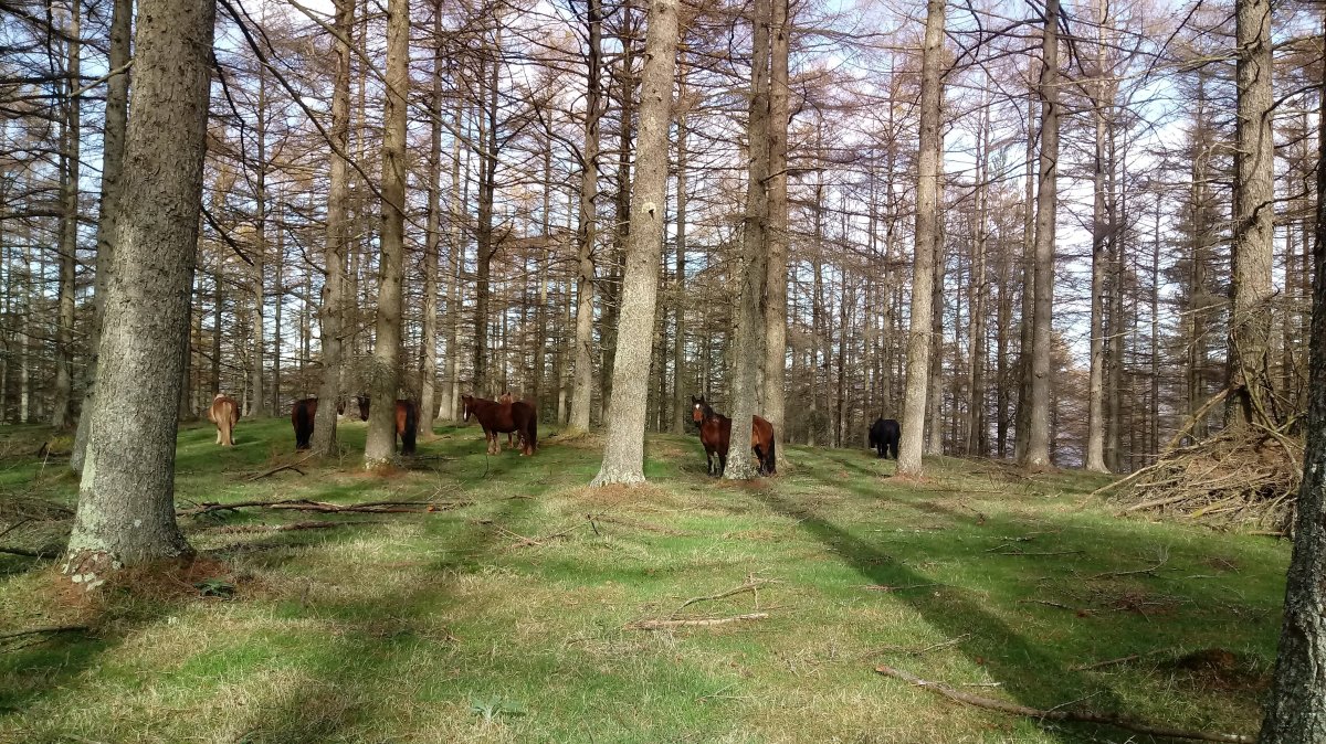 Asalditza (789m) gaina