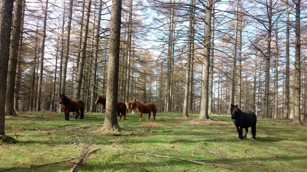 Asalditza (789m) gaina