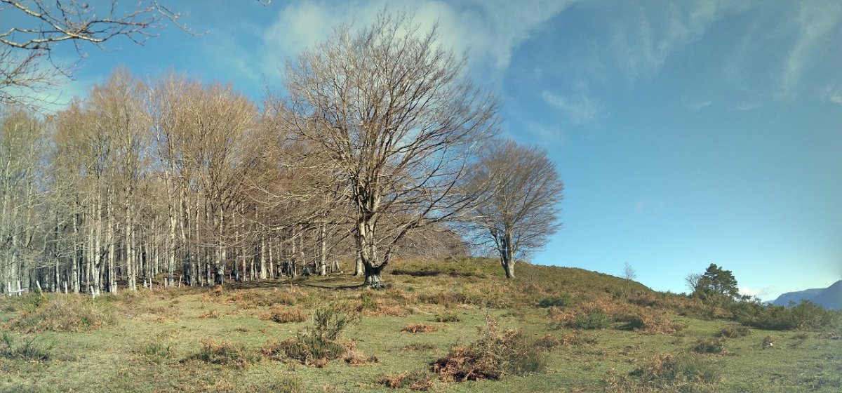 Ziordia aldeko larreak