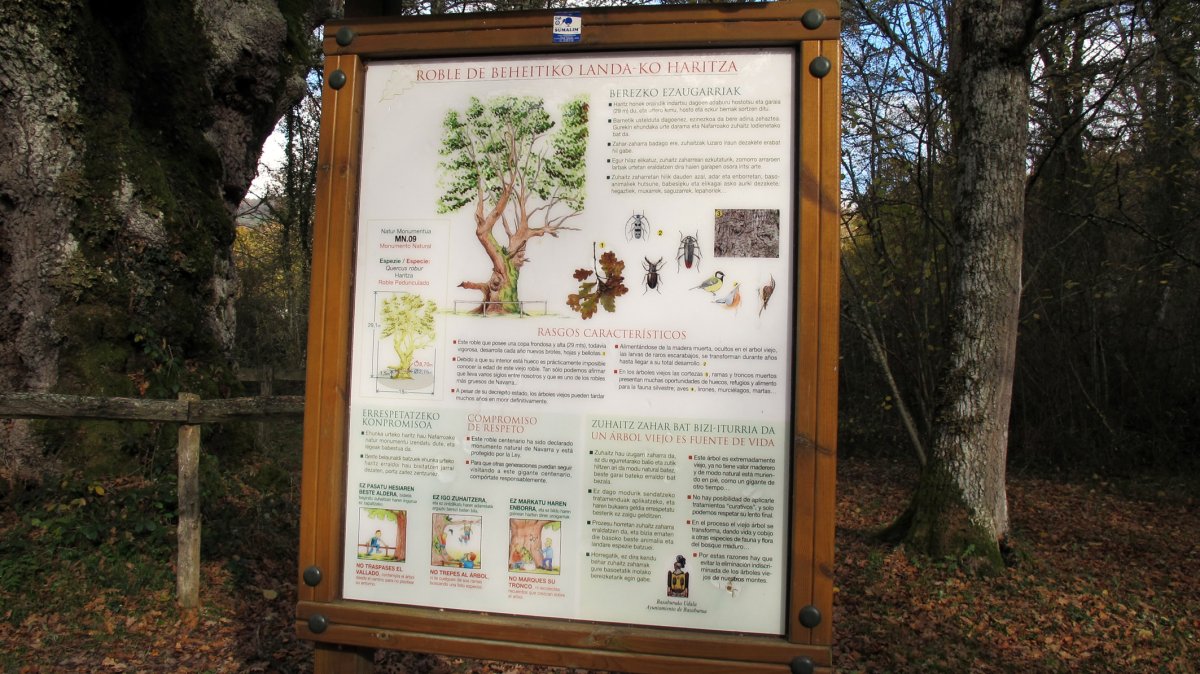 Beheitiko Landako Haritza, Jauntsarats-Basaburua