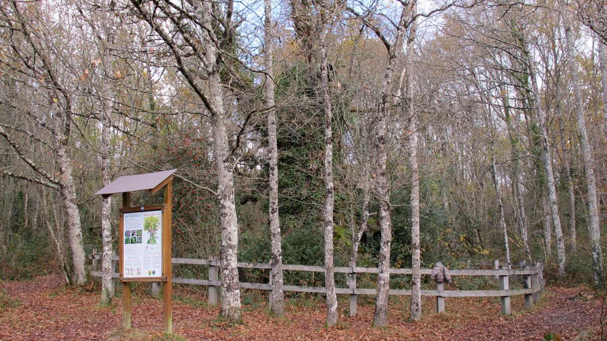 Kisulabeko Haritza, Jauntsarats-Basaburua