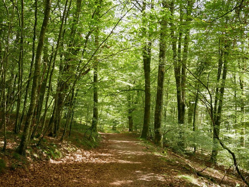 Aizkolegi eta Plazazelai arteko bidea