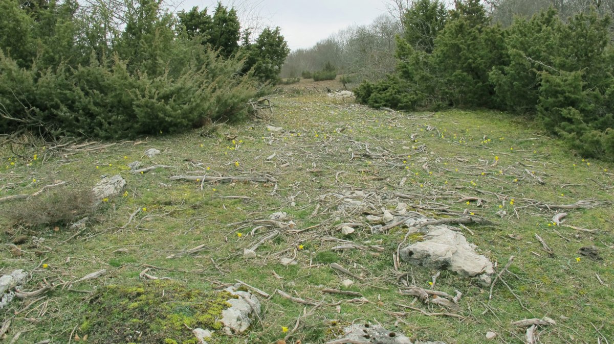 Itaida III trikuharria, Entzia