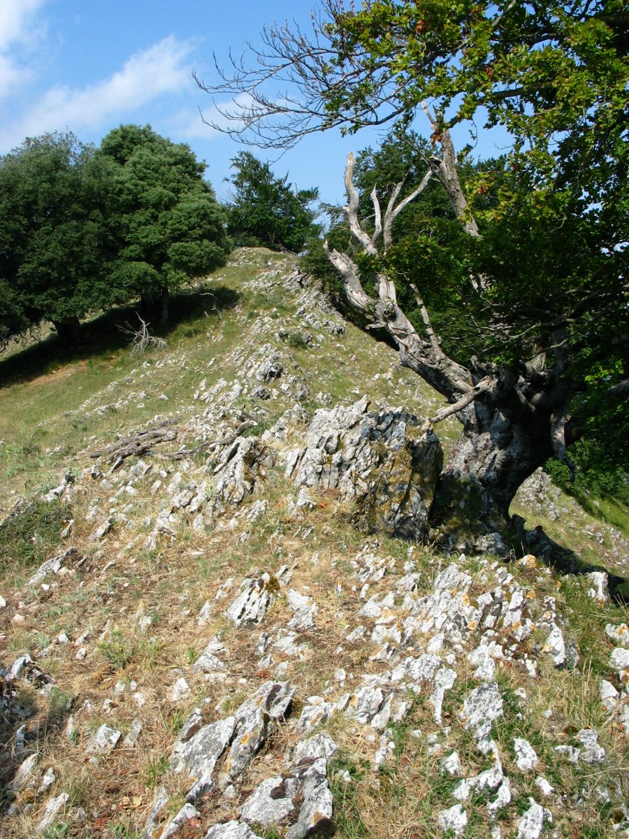 Tontorraren inguruko larreak