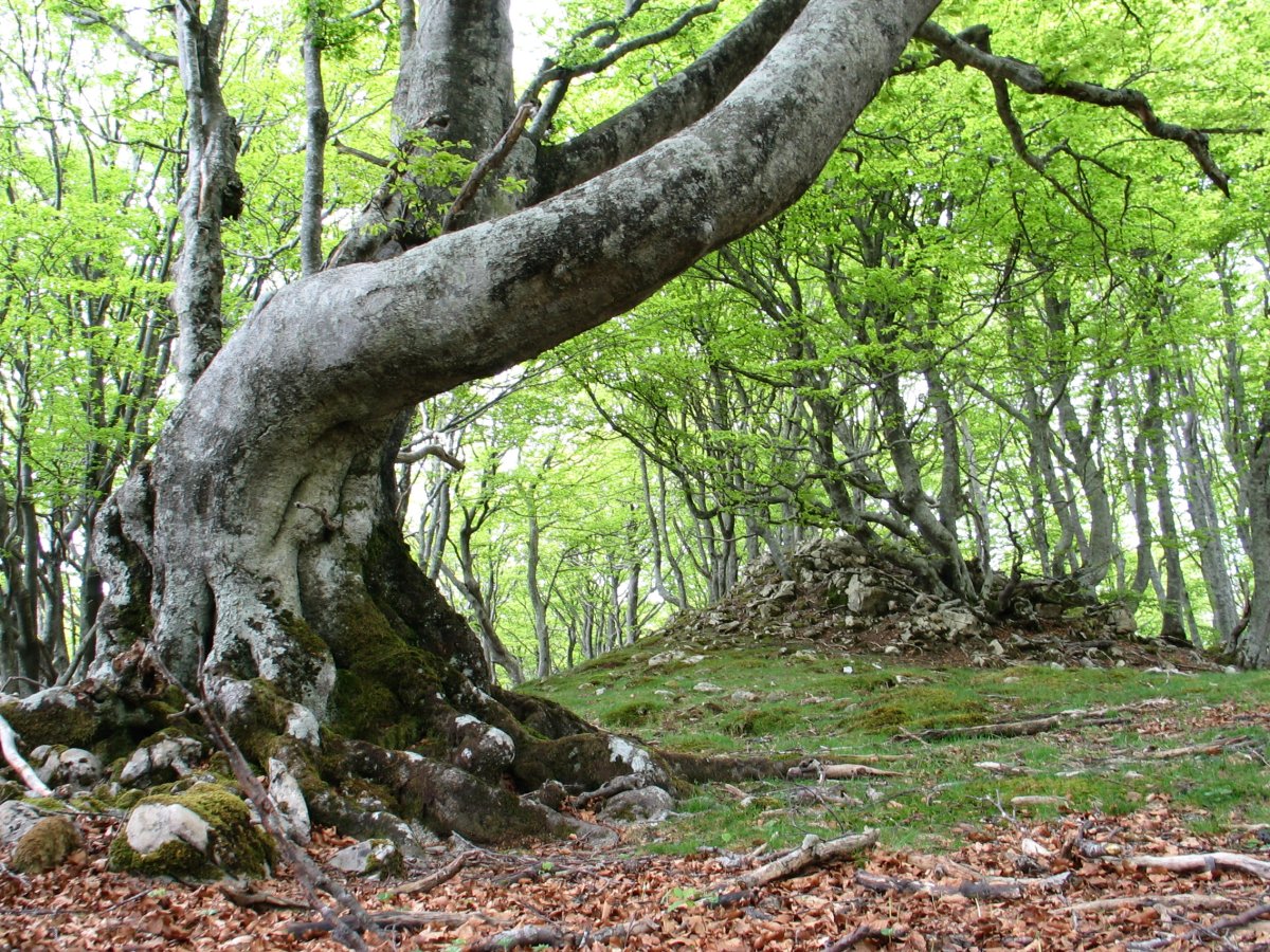 Inguruko beste muino harritsu bat