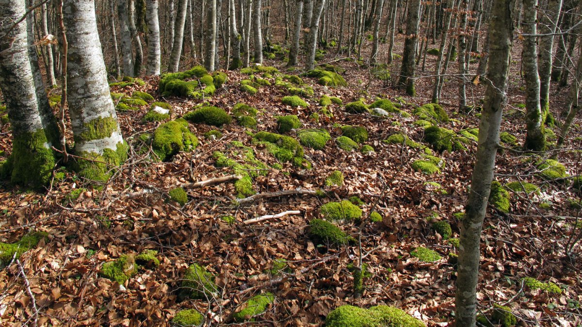 Bagaia tumulua, Entzia