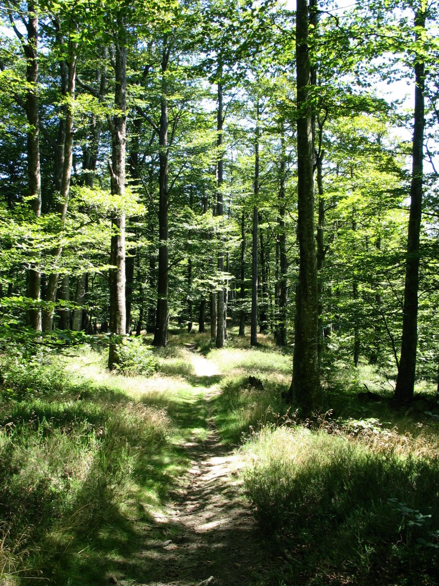 Ekialdeko bizkarreko bidea