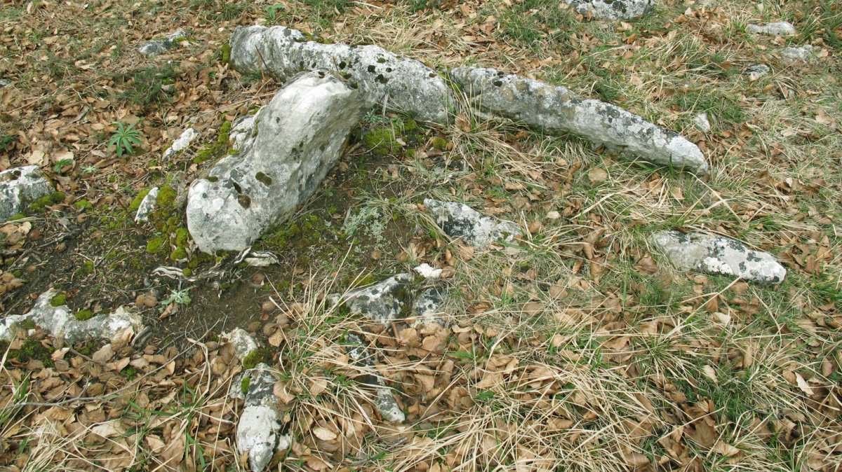 Igurita trikuharria, Entzia