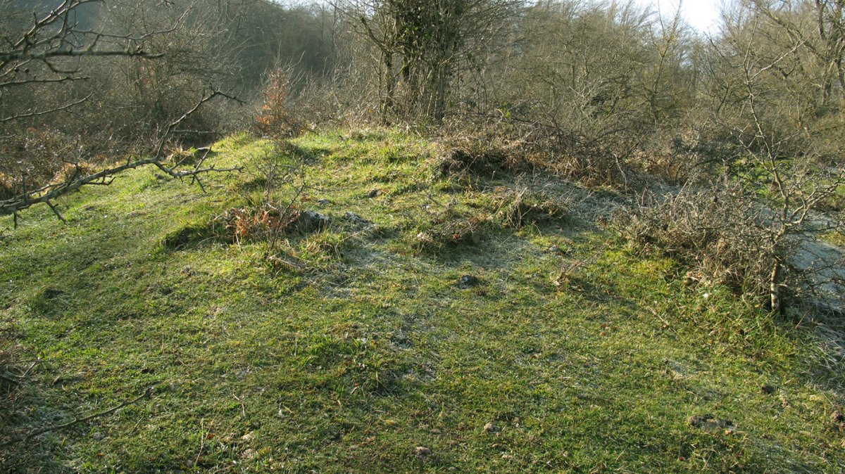 Berjalaran norte trikuharria, Donemiliaga