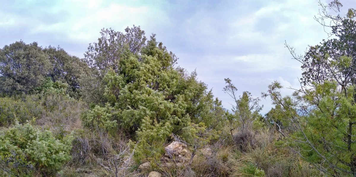 Beltranlarratz mendiko gailurra