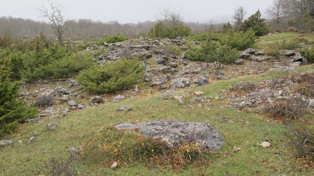 Itaida Norte trikuharria, Entzia