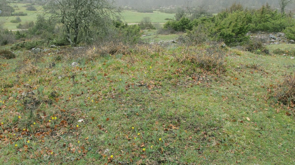 Itaida V tumulua, Entzia