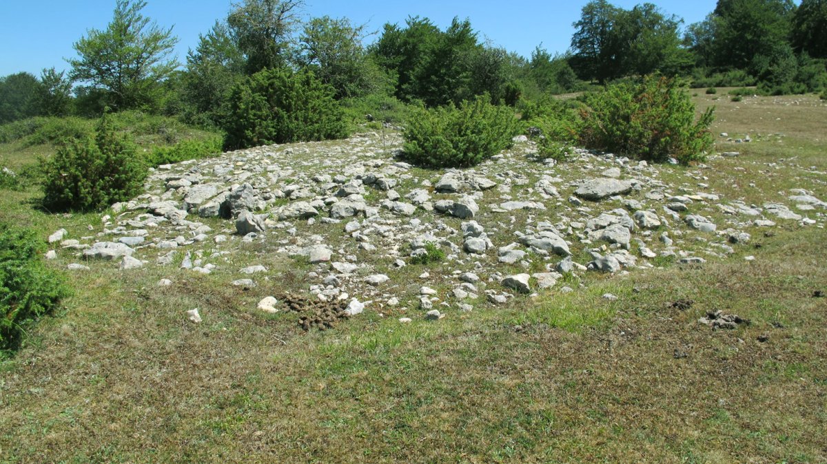 Urkibi tumulua, Entzia