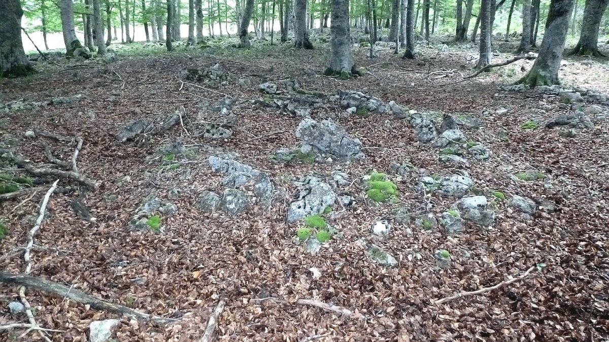 Burandi tumulua, Entzia