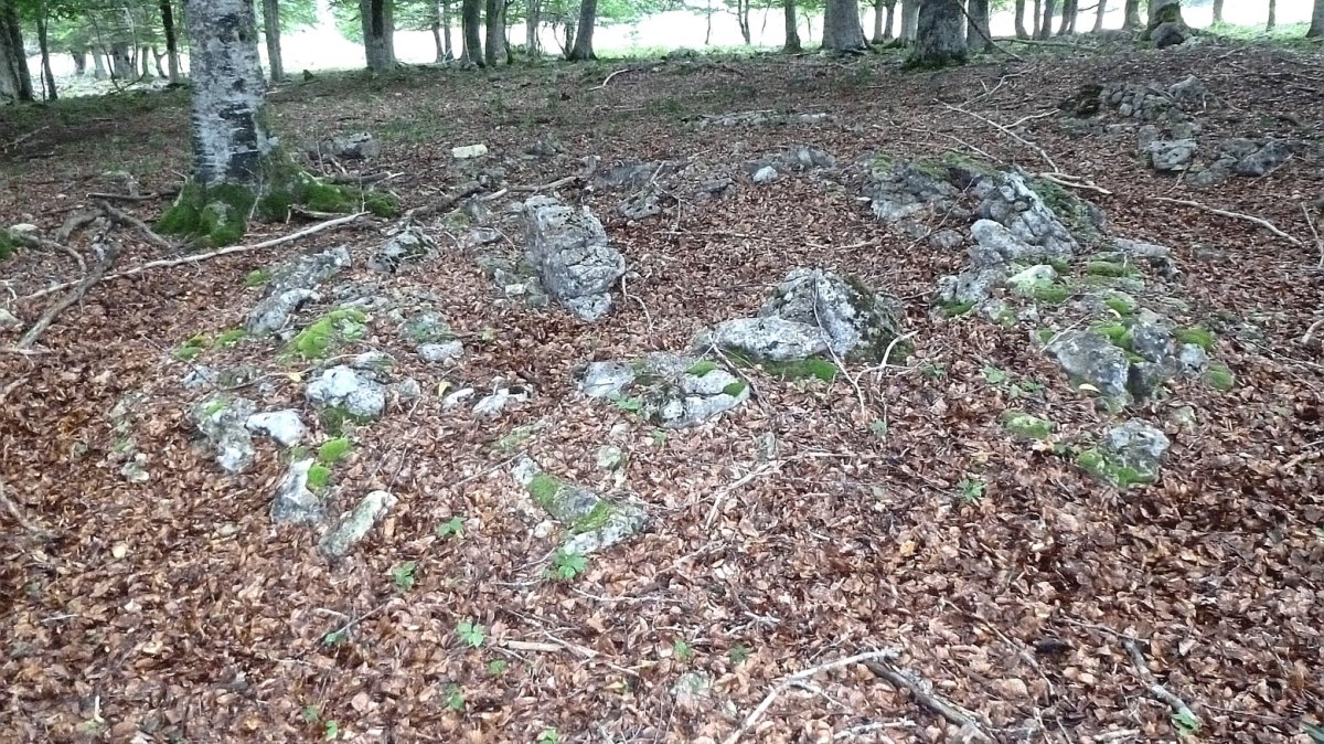 Burandi tumulua, Entzia