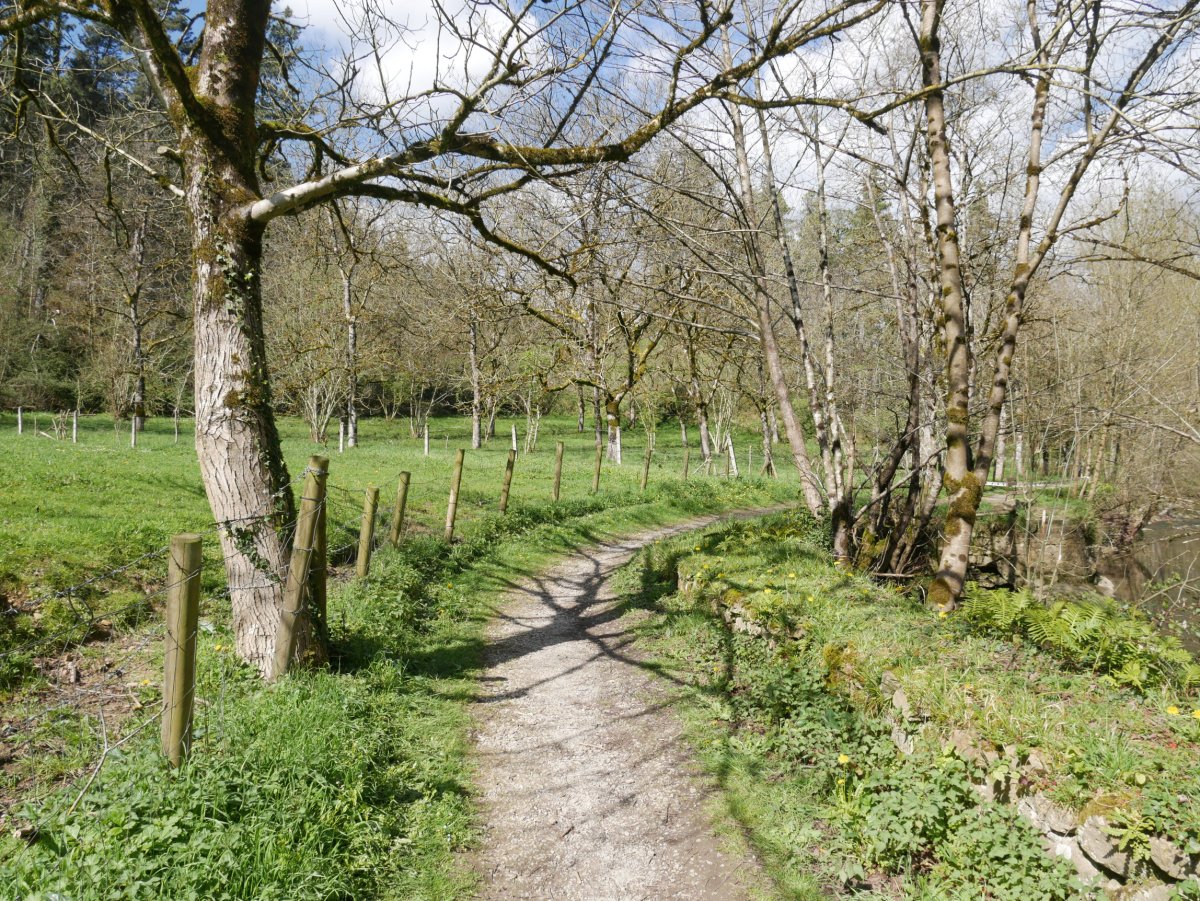 Ergoiena eta San Gregorio arteko bidea