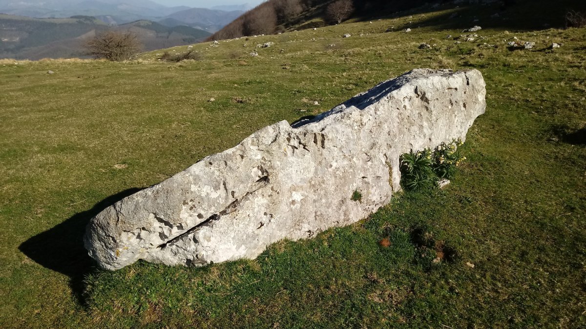 Lizarraga zutarria 2