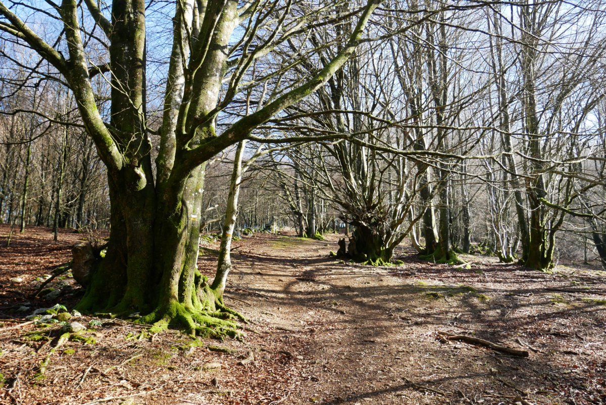 Otsabio tontorrera gerturatzen