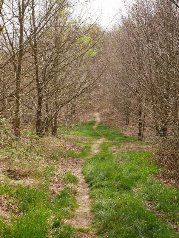 Mendibizkarreko bidea