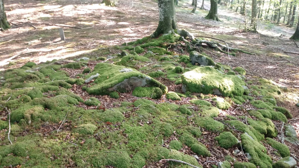 Atxuko aldai trikuharria