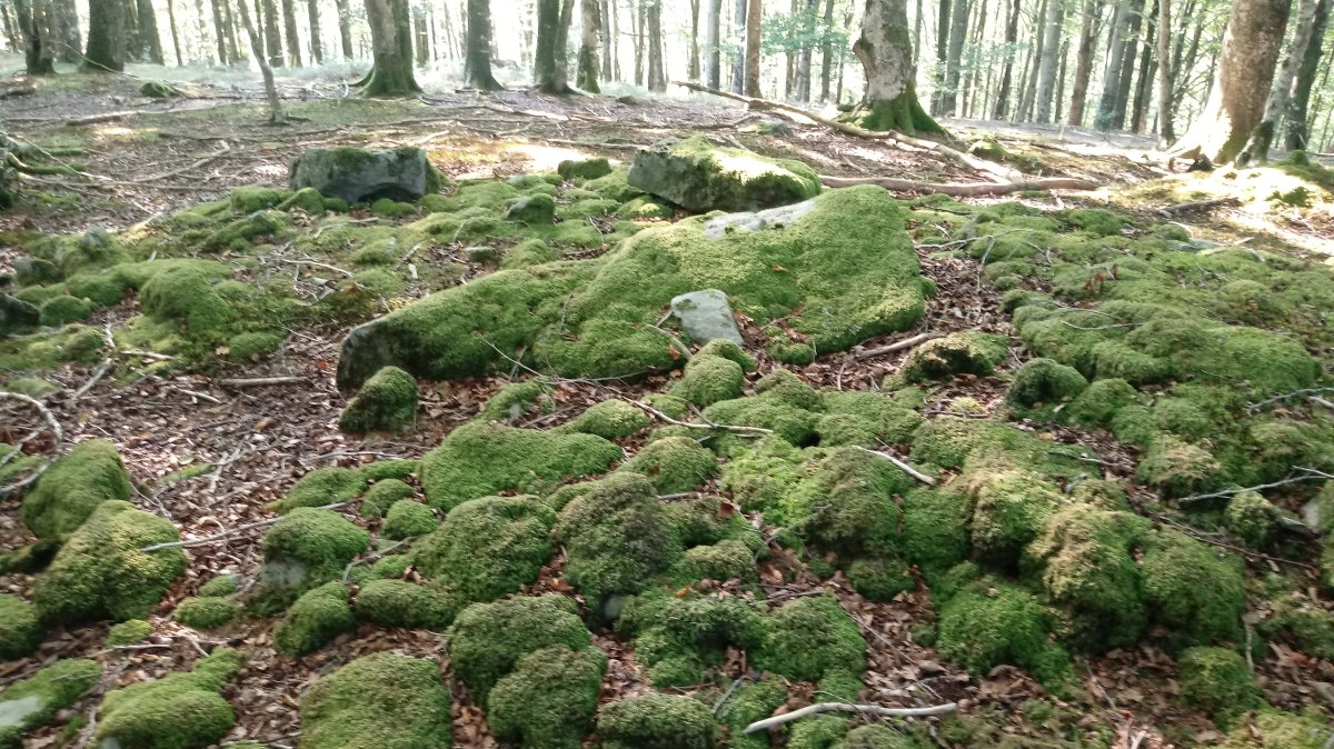 Atxuko aldai trikuharria (2019)