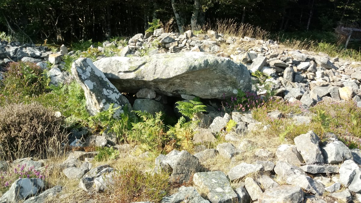 Arrobigaña trikuharria