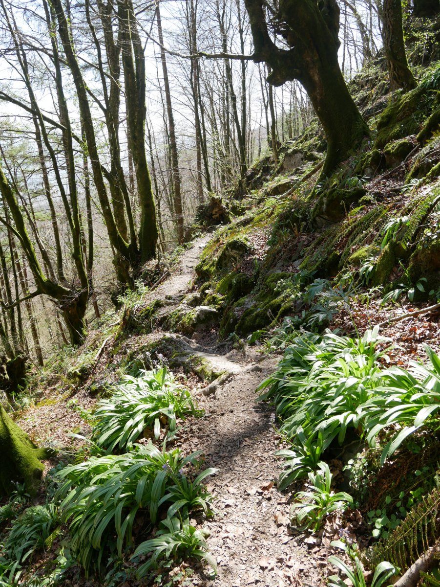 Zeharbidea basoan barrena