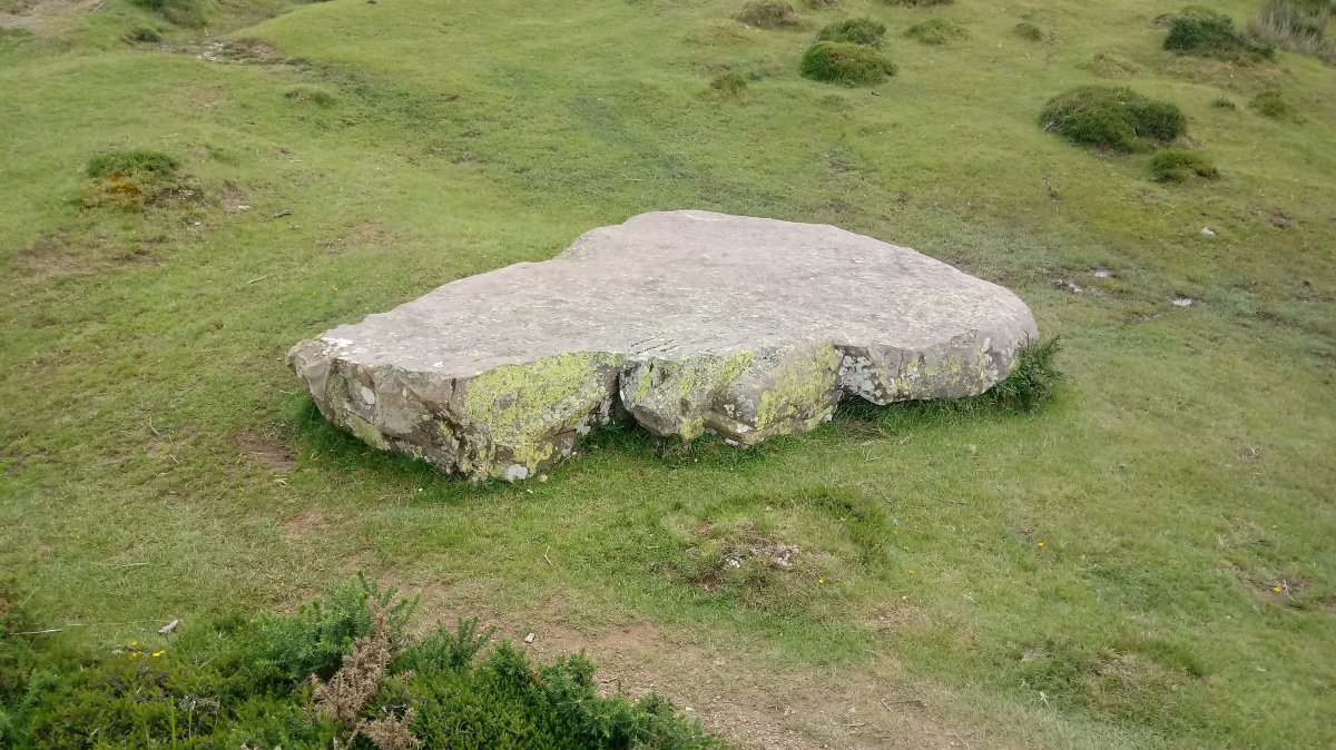 Argibelgo Lepoa zutarria