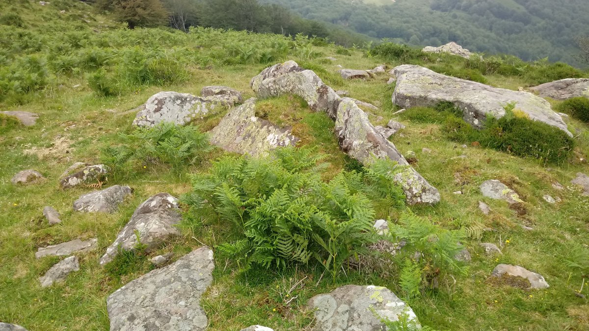 Zagua trikuharria (2021)