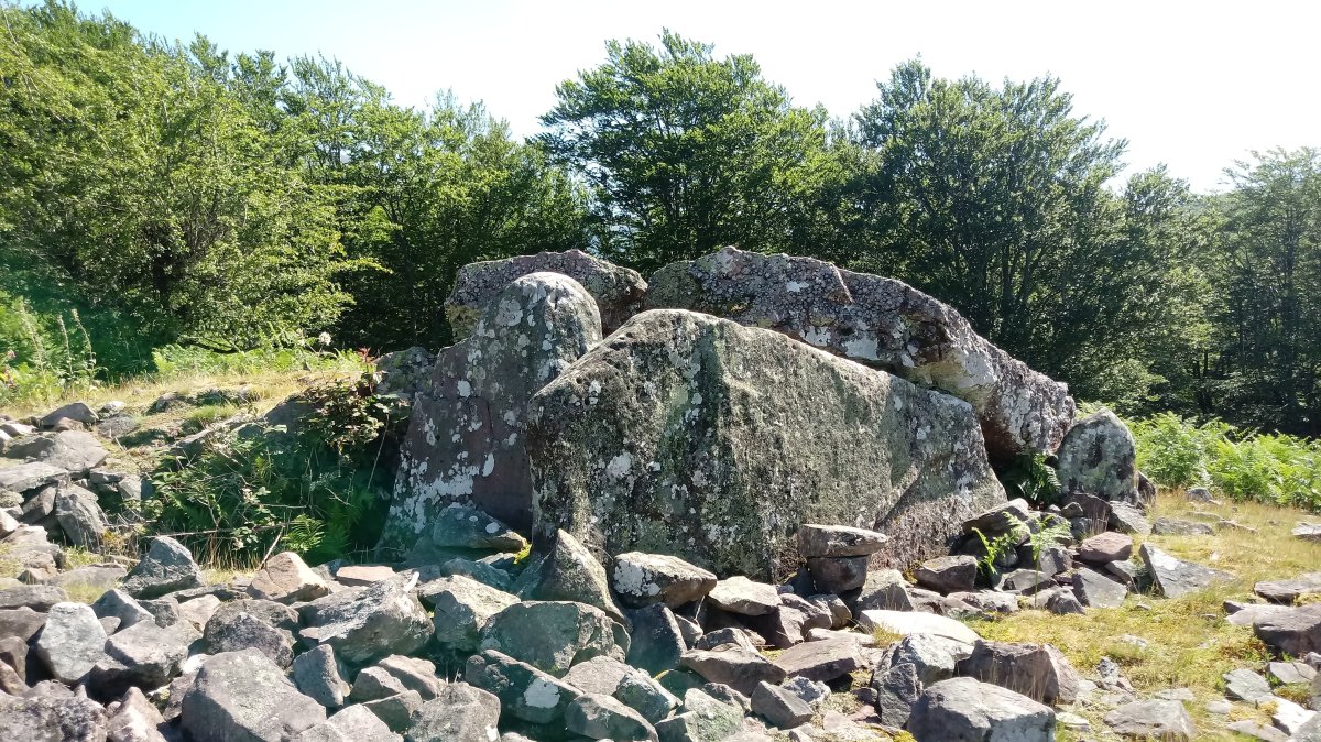 Lamizilo trikuharria