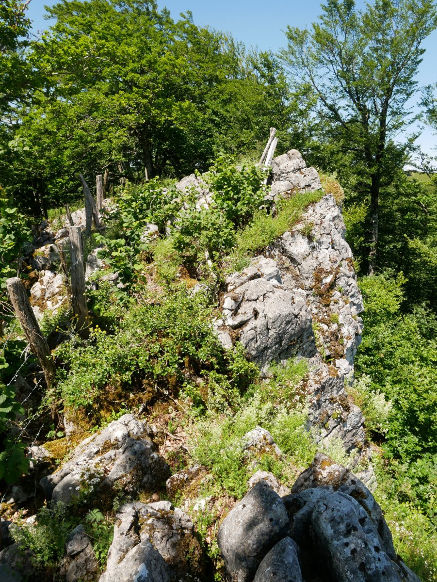 Aitzegigaina tontorra