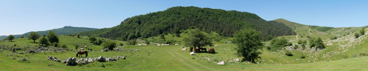 Balenkalekuko larreak