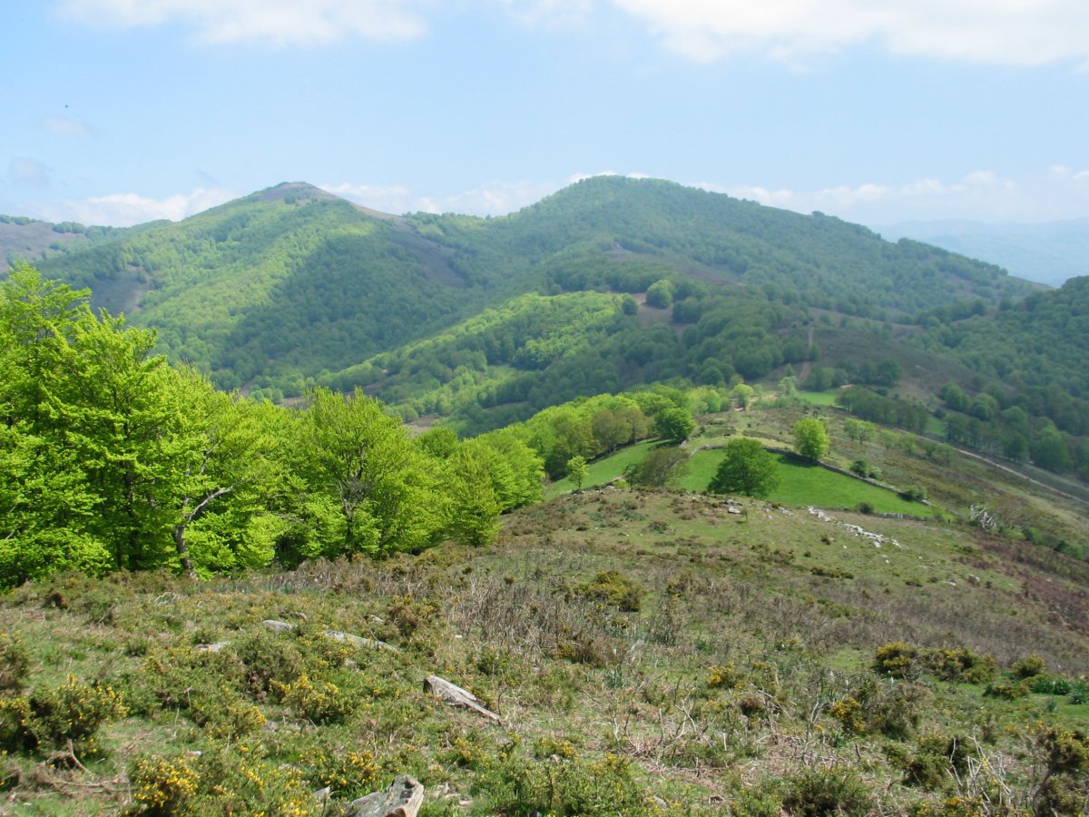 Basagar lepoa Burga aldetik