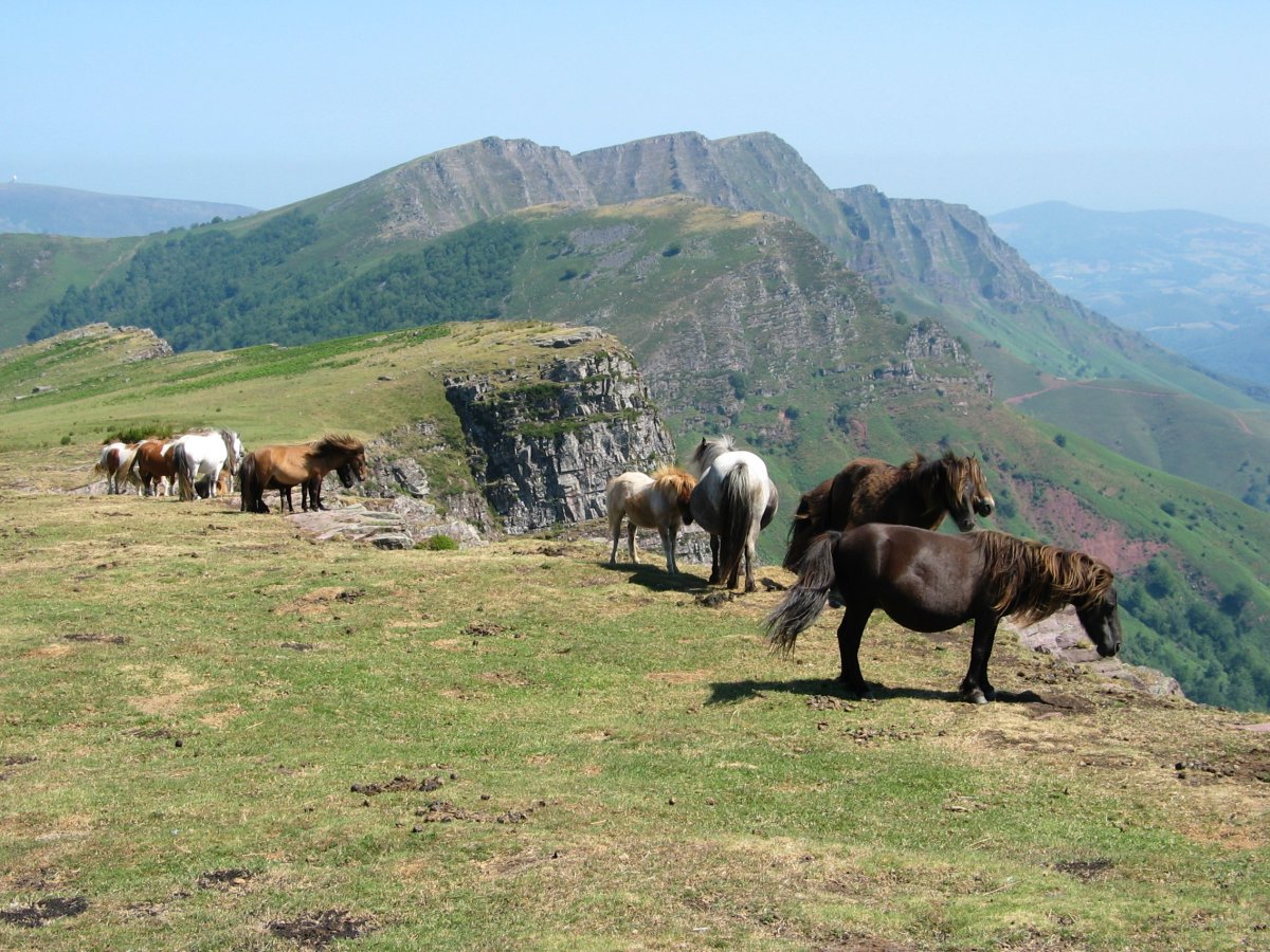 Pottokak haizea hartzen Iparla aldeko gandorrean