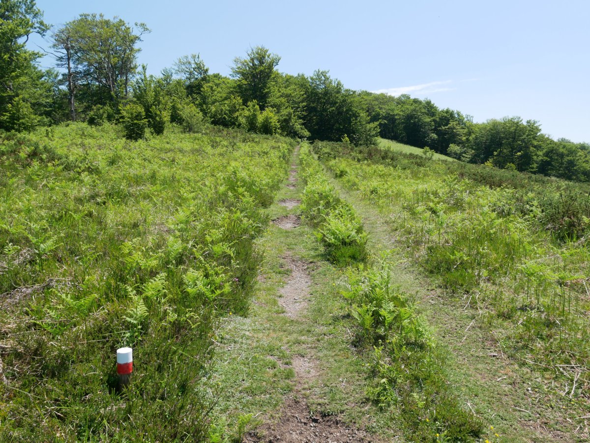 Gorostieta aldeko bidea