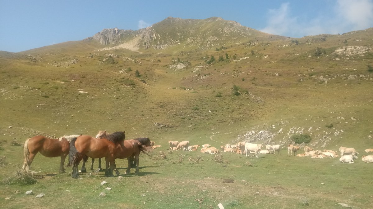 Sardekagaña (1893m) Mintxate aldetik