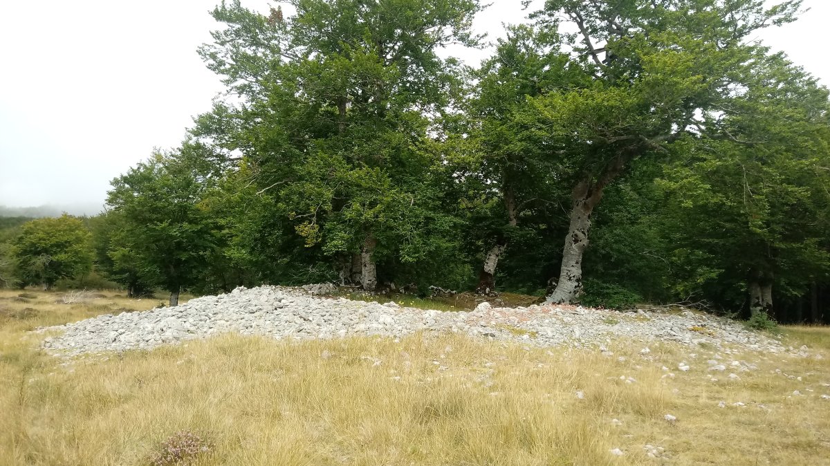 Mendebal Elurmenta trikuharria