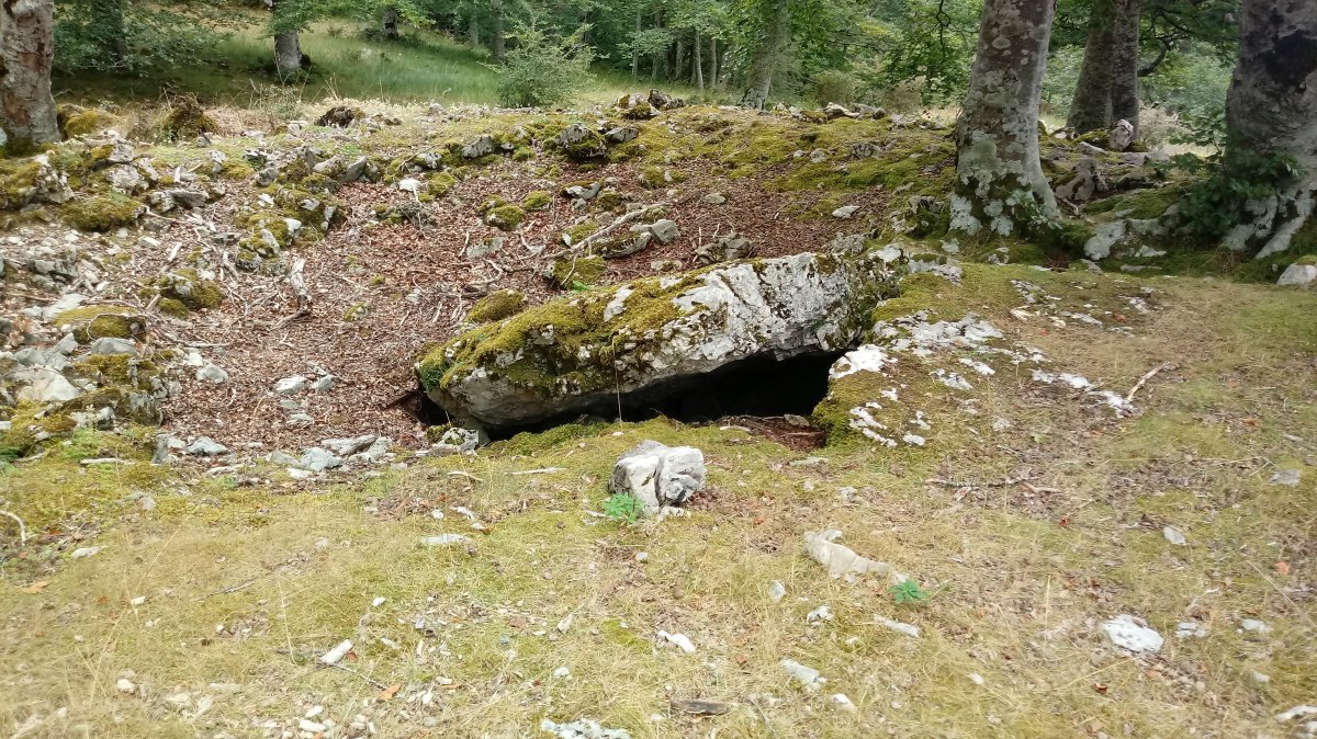 Ekialdeko Elurmenta trikuharria