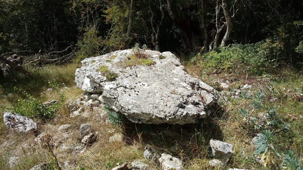 Zubeinta trikuharria